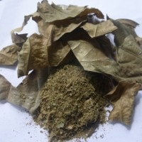 Daun Maja Mojo - Aegle marmelos Leaf (Dried and Powder)
