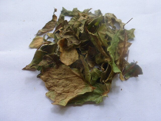 Daun Mangkokan - Nothopanax scutellarium Merr. Leaf (Dried and Powder)