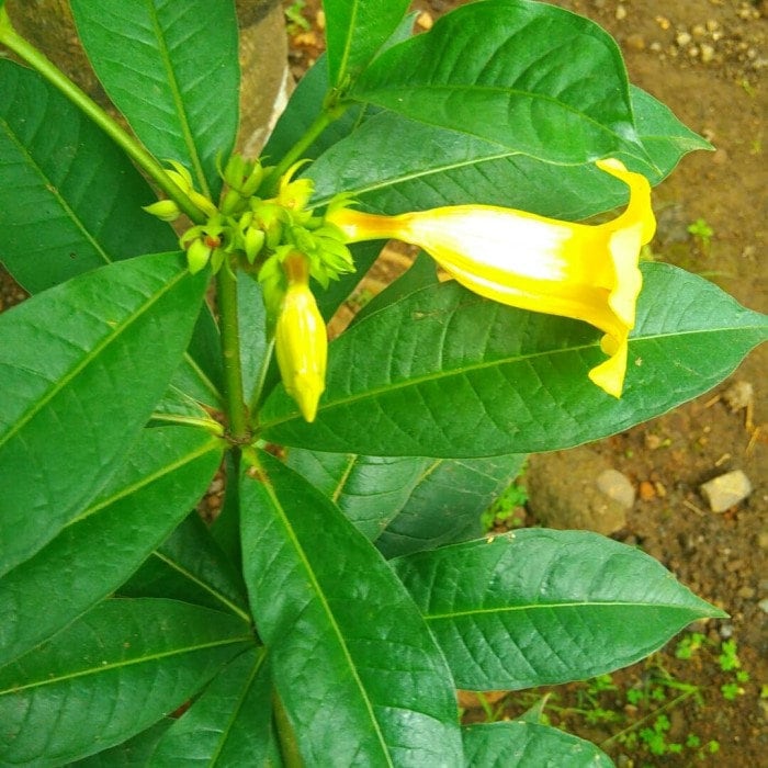 Daun Alamanda - Allamanda cathartica leaves (Dried and Powder)