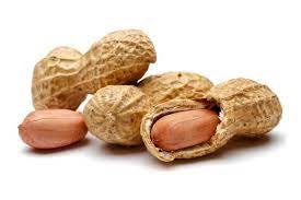 Biji Kacang Tanah Kering - Arachis hypogaea Seed Dried