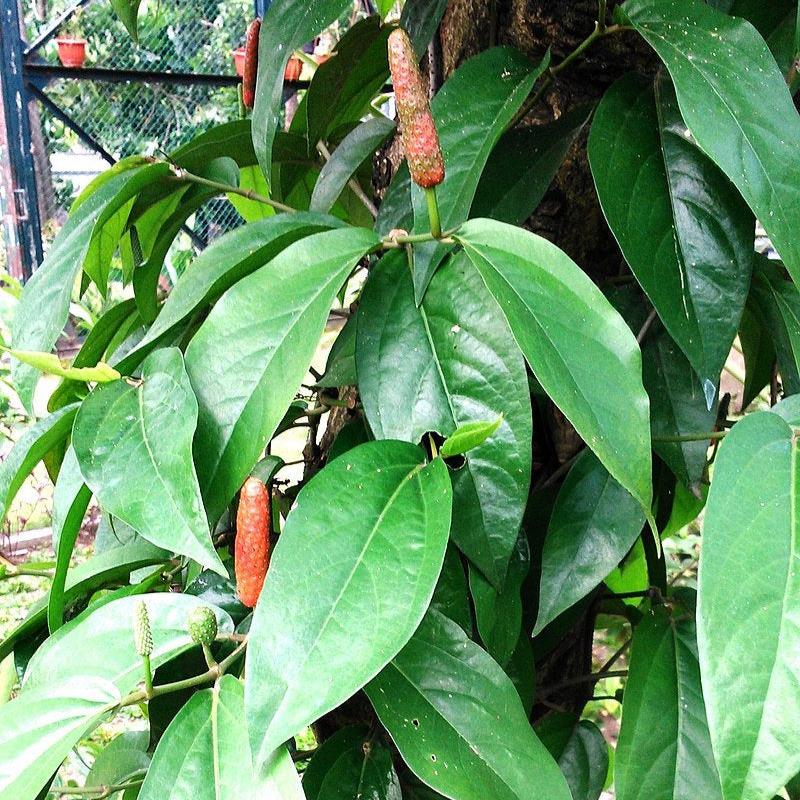 Cabai Jawa -Long Pepper - Piper retrofractum Vahl