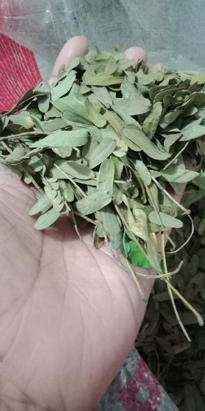 Daun Asam Jawa - Tamarindus Indic Leaf (Dried and Powder)