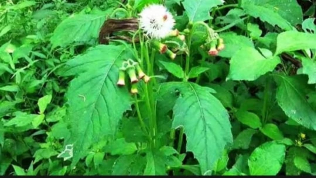 Daun Sintrong - Fireweed/Crassocephalum crepidioides/ Gynura crepidioides leaves (Dried and Powder)