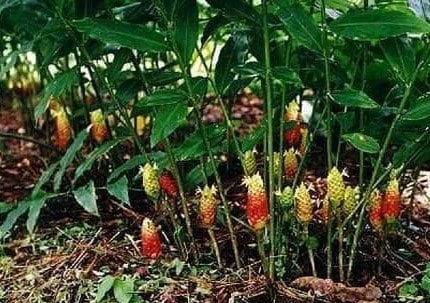 Daun Bangle - Zinger purpureum Roxb. Leaves (Powder and Dried)