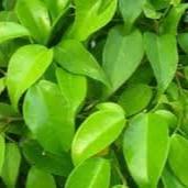 Daun Beringin - Ficus benjamina Leaf (Powder and Dried)