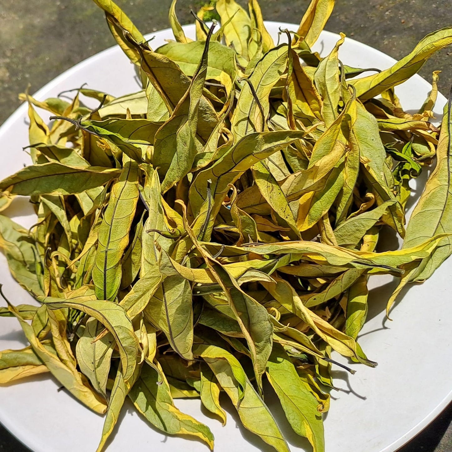 Daun Gandarusa - Justicia Gendarussa Leaf (Dried and Powder)