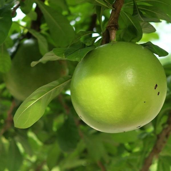 Daun Maja Mojo - Aegle marmelos Leaf (Dried and Powder)