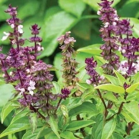 Daun Selasih - Ocimum basilicum Linn (Dried and Powder)