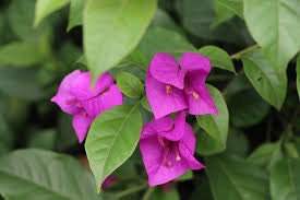 Daun Bugenvil -  Bougainvillea glabra Leaf (Dried and Powder)