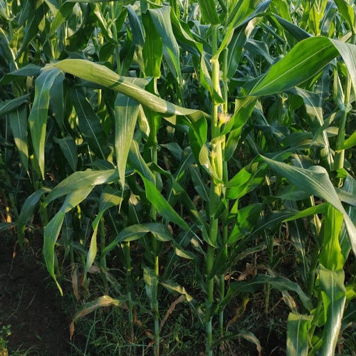 Daun Jagung - Zea mays L. Leaf (Dried and Powder)