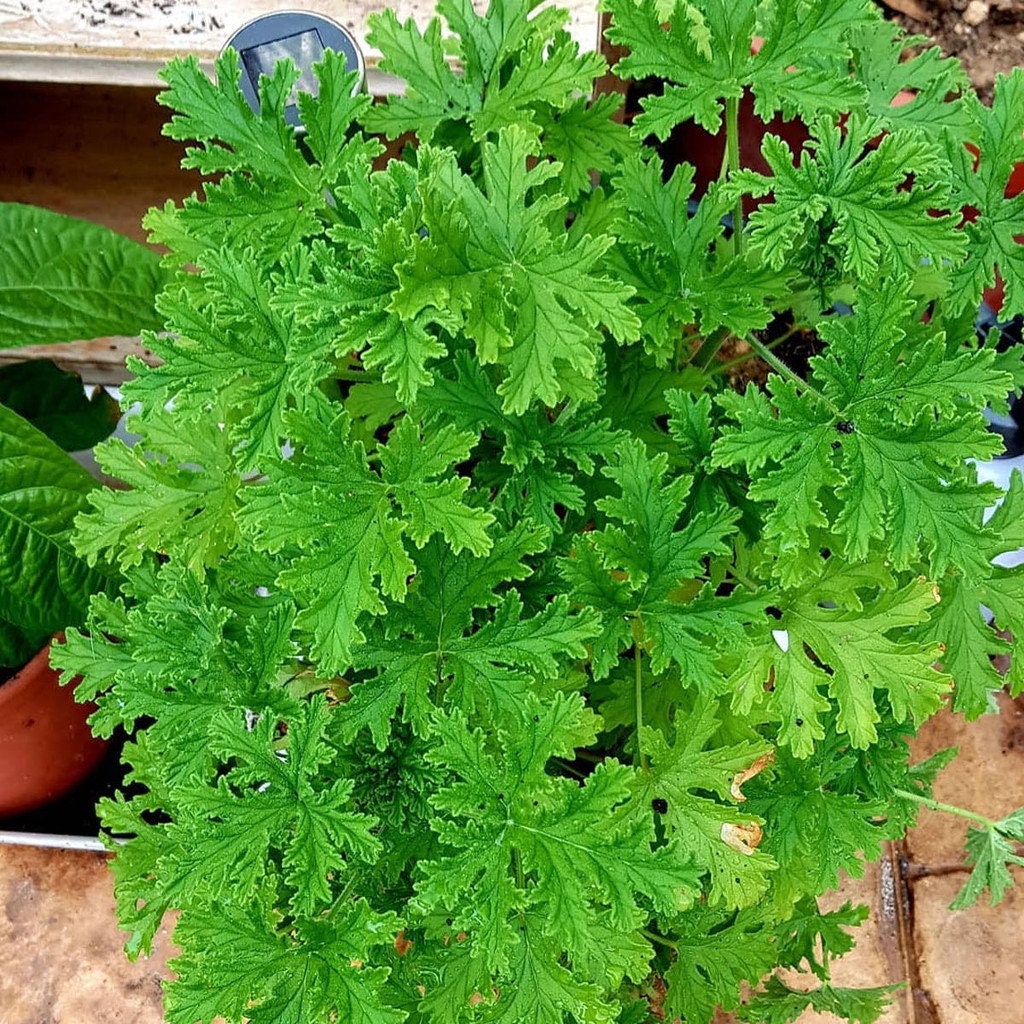 Daun Geranium - Kerenyam Leaf (Dried and powder)