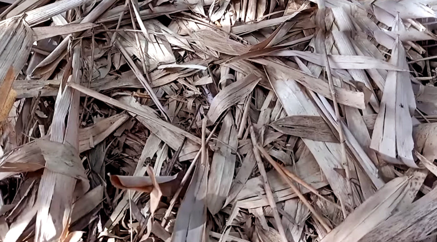 Daun Bambu (Dried and Powder