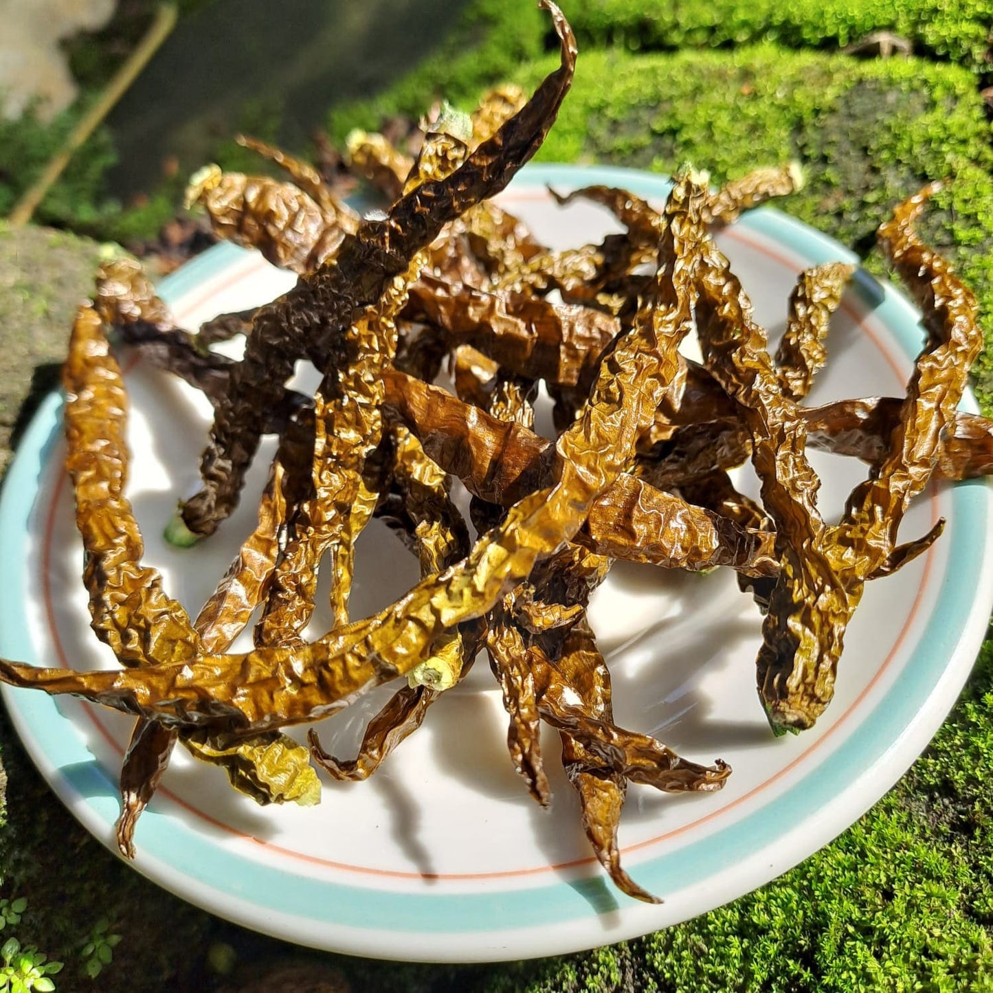 Cabai Hijau Keriting - Green Chili Pepper (Capsicum annumn L). (Dried and Powder)