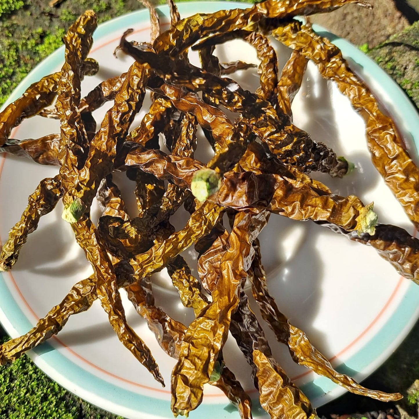 Cabai Hijau Keriting - Green Chili Pepper (Capsicum annumn L). (Dried and Powder)