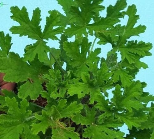 Daun Geranium - Kerenyam Leaf (Dried and powder)