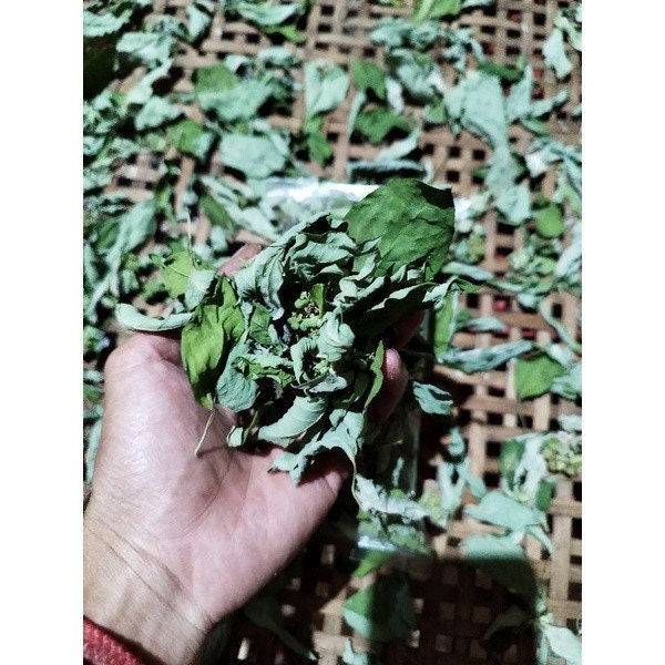 Patikan Mas/ Kate Mas- Euphorbia Heterophylla Leaf (Dried and Powder)