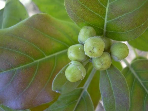 Biji Legundi - Vitex trifolia Dried