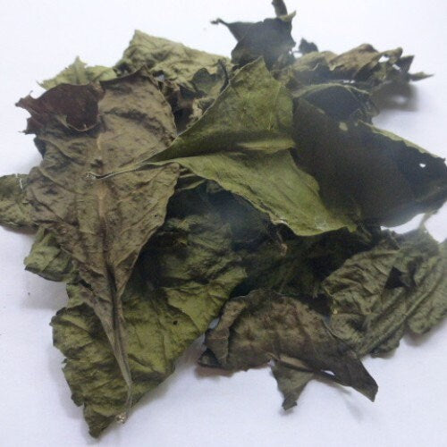 Daun Torbangun - Coleus amboinicus Lour. (Dried and Powder)