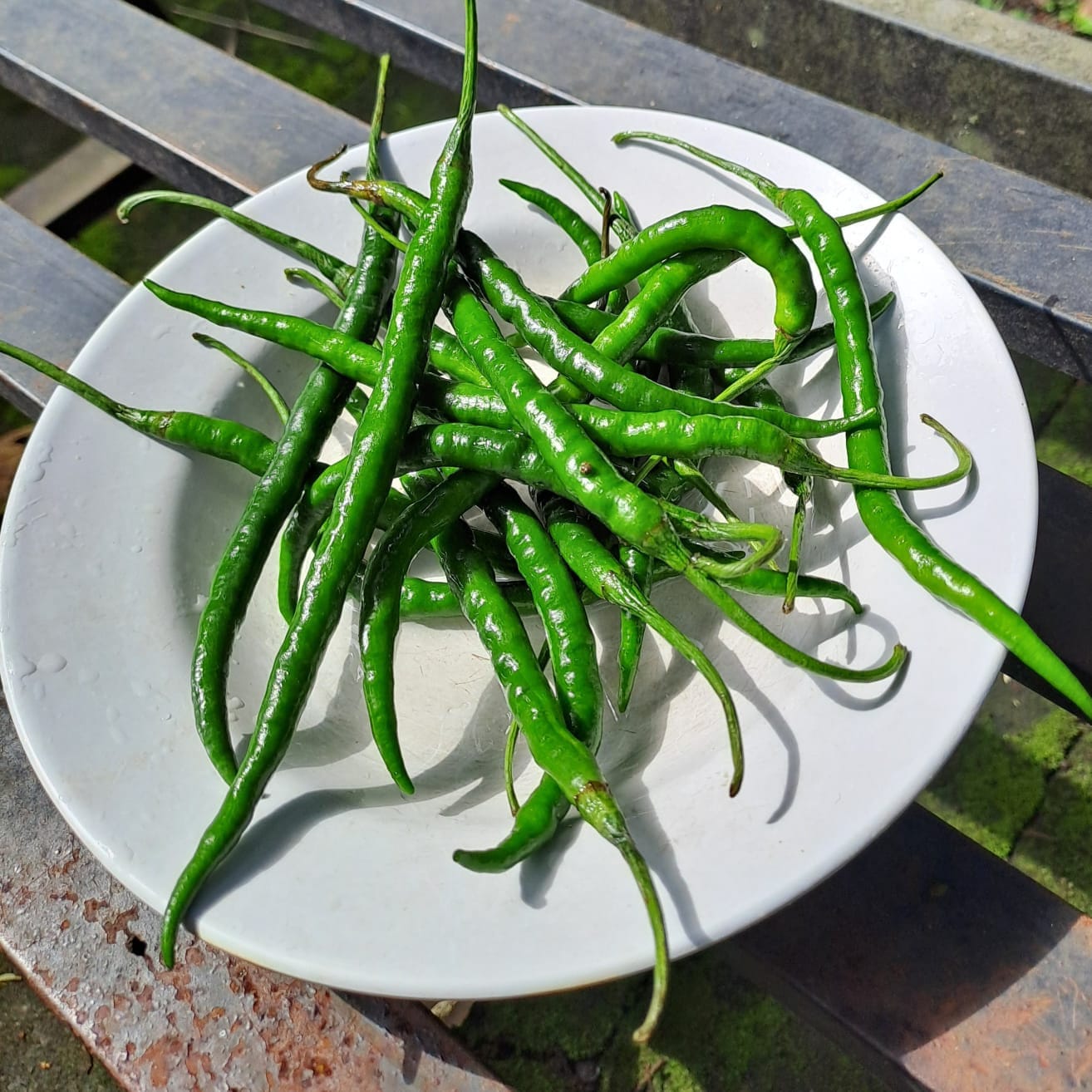 Cabai Hijau Keriting - Green Chili Pepper (Capsicum annumn L). (Dried and Powder)