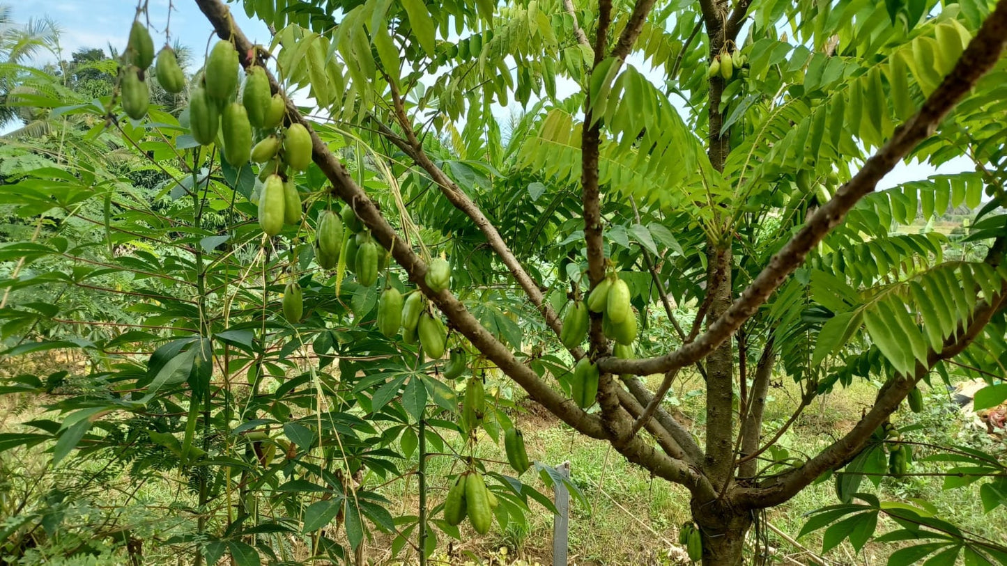 Daun Belimbing Wuluh - Cucumber Tree Leaf (Dried and Powder)