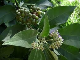 Biji Legundi - Vitex trifolia Dried