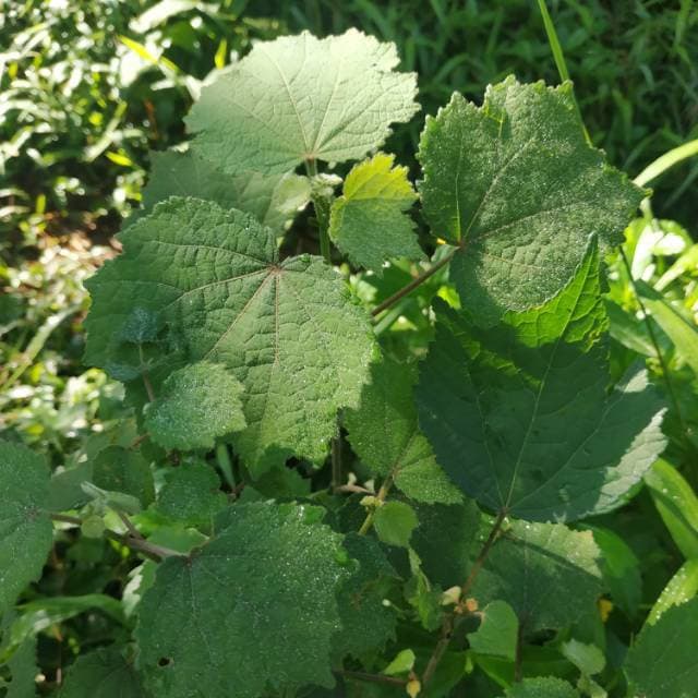 Daun Pulutan - Urena Lobata Leaf (Dried and powder)
