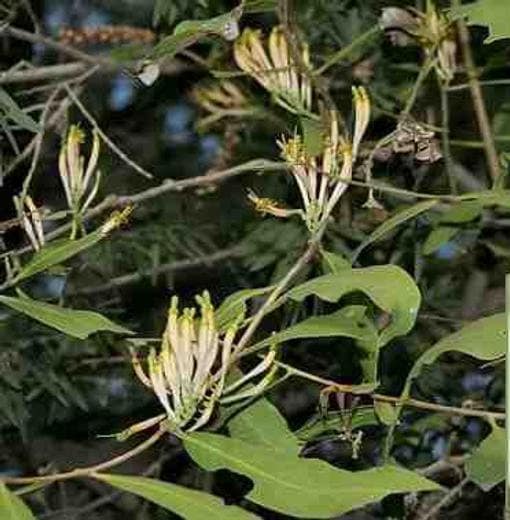 Benalu Teh - Scururula Oortina (Dried and Powder)