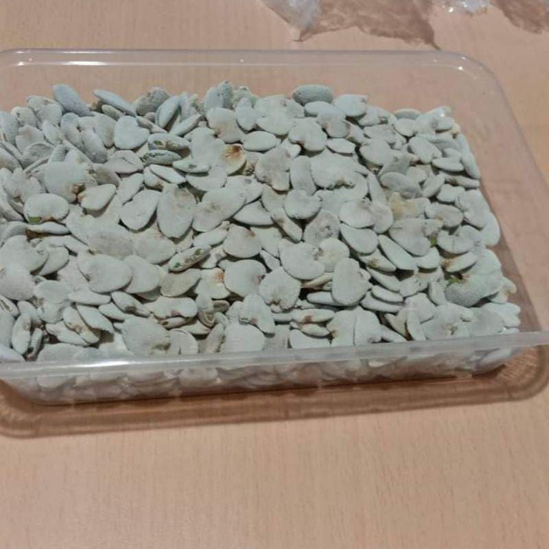Biji Daruju Kering - Acanthus ilicifolius L. Dried Seed, 100 pcs