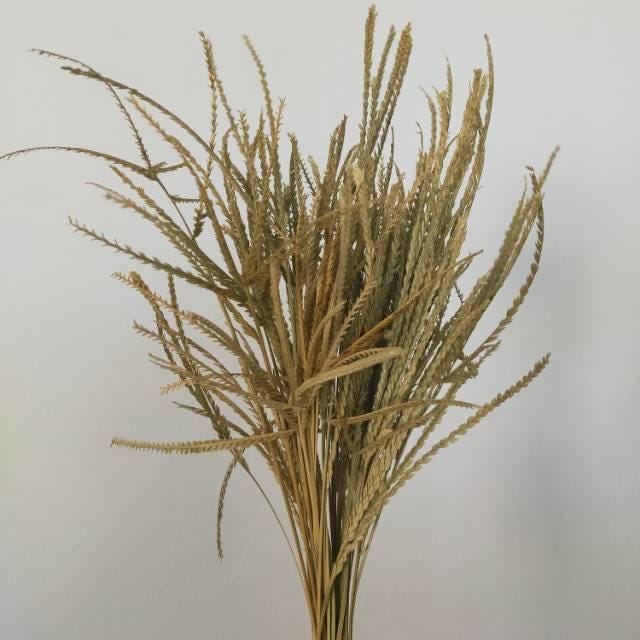 Rumput Belulang - Eleusine Indica (Dried and Powder)