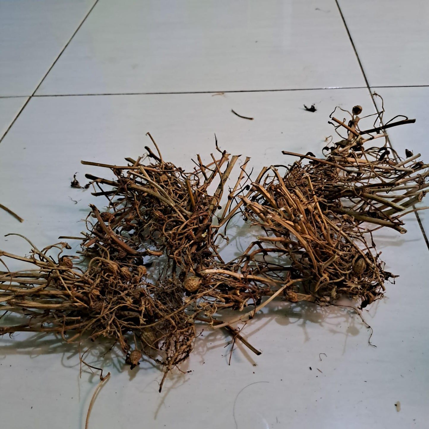 Akar Kacang Tanah - Arachis hypogaea  Dried Root