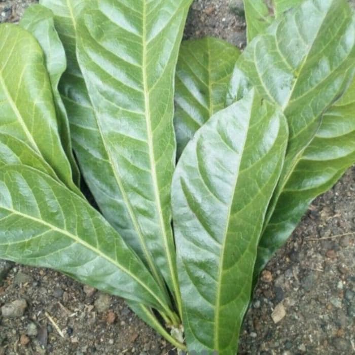 Daun Maja Mojo - Aegle marmelos Leaf (Dried and Powder)