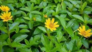 Daun Seruni - Wedelia Calendulacea Leaf (Dried and Powder)
