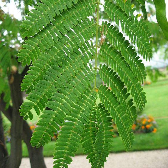 Daun Sengon Laut - Albizia Falcataria Leaf (Dried and Powder)
