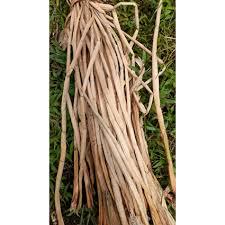 Tangkai Eceng Gondok Kering - Eichornia Crassipes Solms Dried