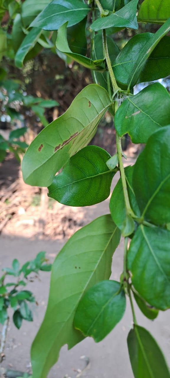Daun Asam Landa - Inga Laurina Leaf (Dried and Powder)