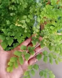 Daun Suplir - Adiantum Cuneatum Langs Leaf (Dried and Powder)