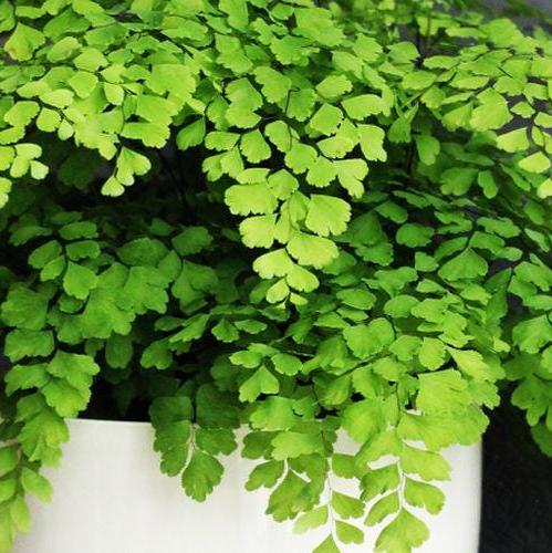 Daun Suplir - Adiantum Cuneatum Langs Leaf (Dried and Powder)