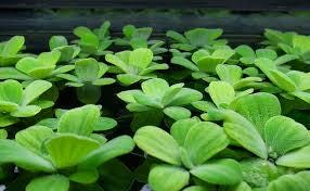 Daun Apu Apu - Pistia Stratiotes Leaf (Dried and Powder)