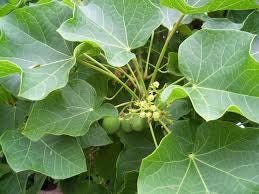 Daun Jarak Pagar - Jatropha Curcas Leaf (Dried and Powder)