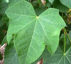 Daun Jarak Pagar - Jatropha Curcas Leaf (Dried and Powder)