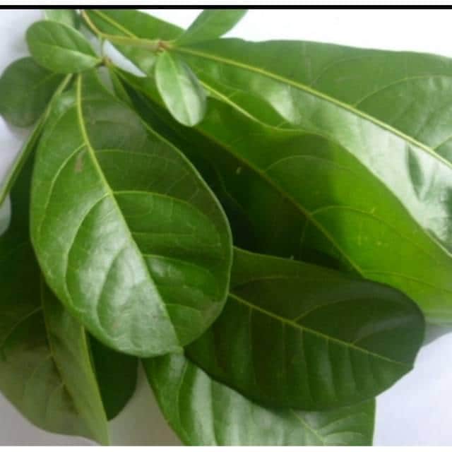 Daun Maja Mojo - Aegle marmelos Leaf (Dried and Powder)