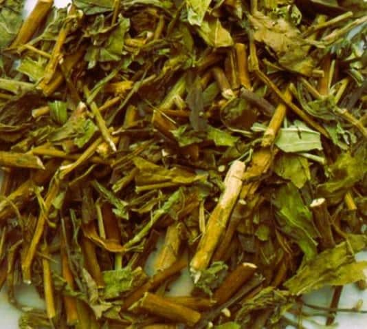 Daun Seruni - Wedelia Calendulacea Leaf (Dried and Powder)