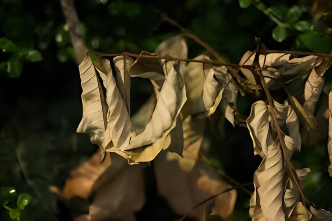 Daun Rambutan - Nephelium Lappaceum Leaves (Dried and Powder)
