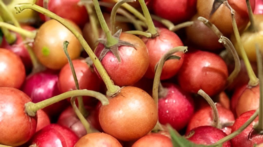 Buah Kersen Bubuk (Muntingia calabura Seed Powder)