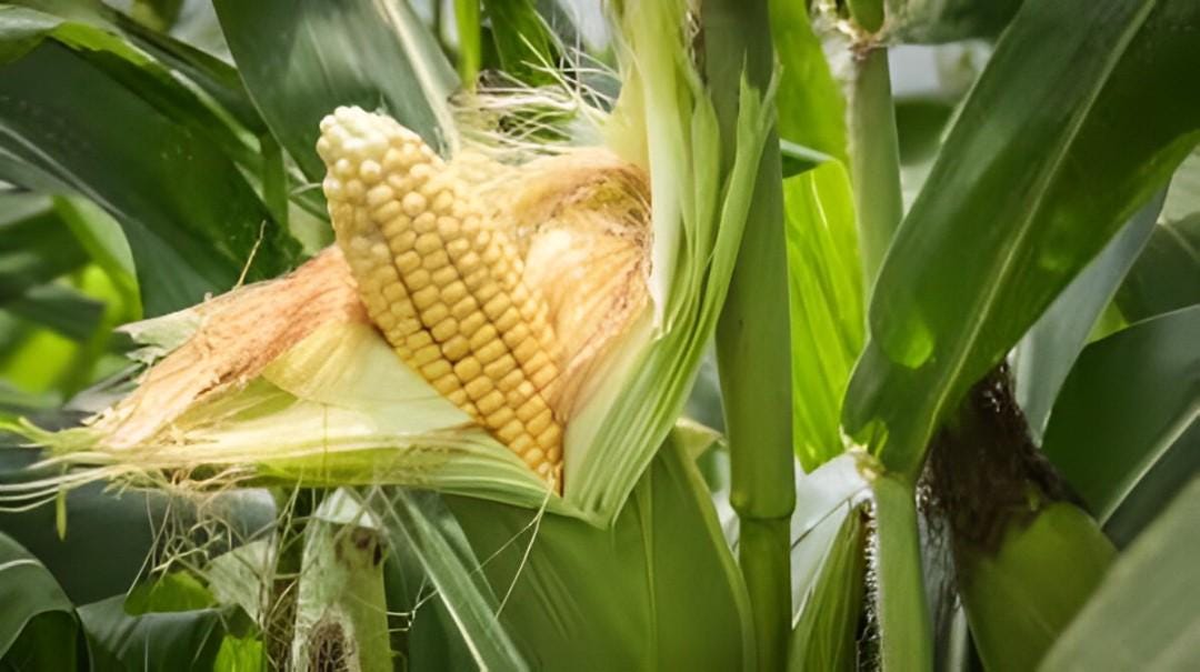 Rambut Jagung/Corn Silk - Stigma Maydis (Dried and Powder)