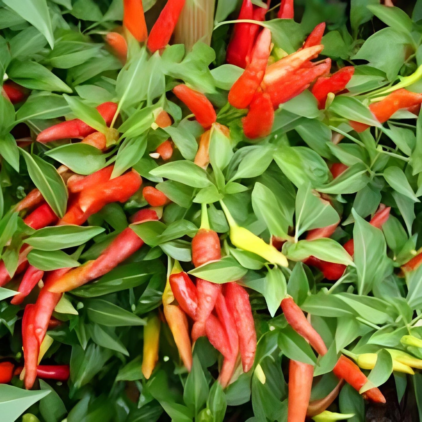 Cabai Rawit Merah - Capsicum frutescens L. (Dried and Powder)