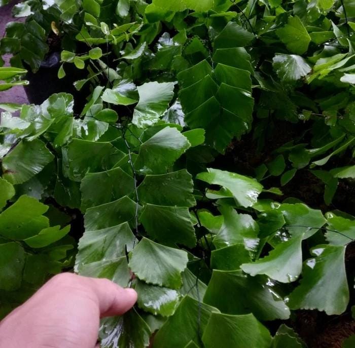 Daun Suplir - Adiantum Cuneatum Langs Leaf (Dried and Powder)