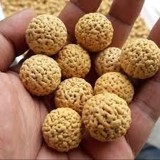 Biji Jenitri - Elaeocarpus Ganitrus Seed (Dried and Powder)