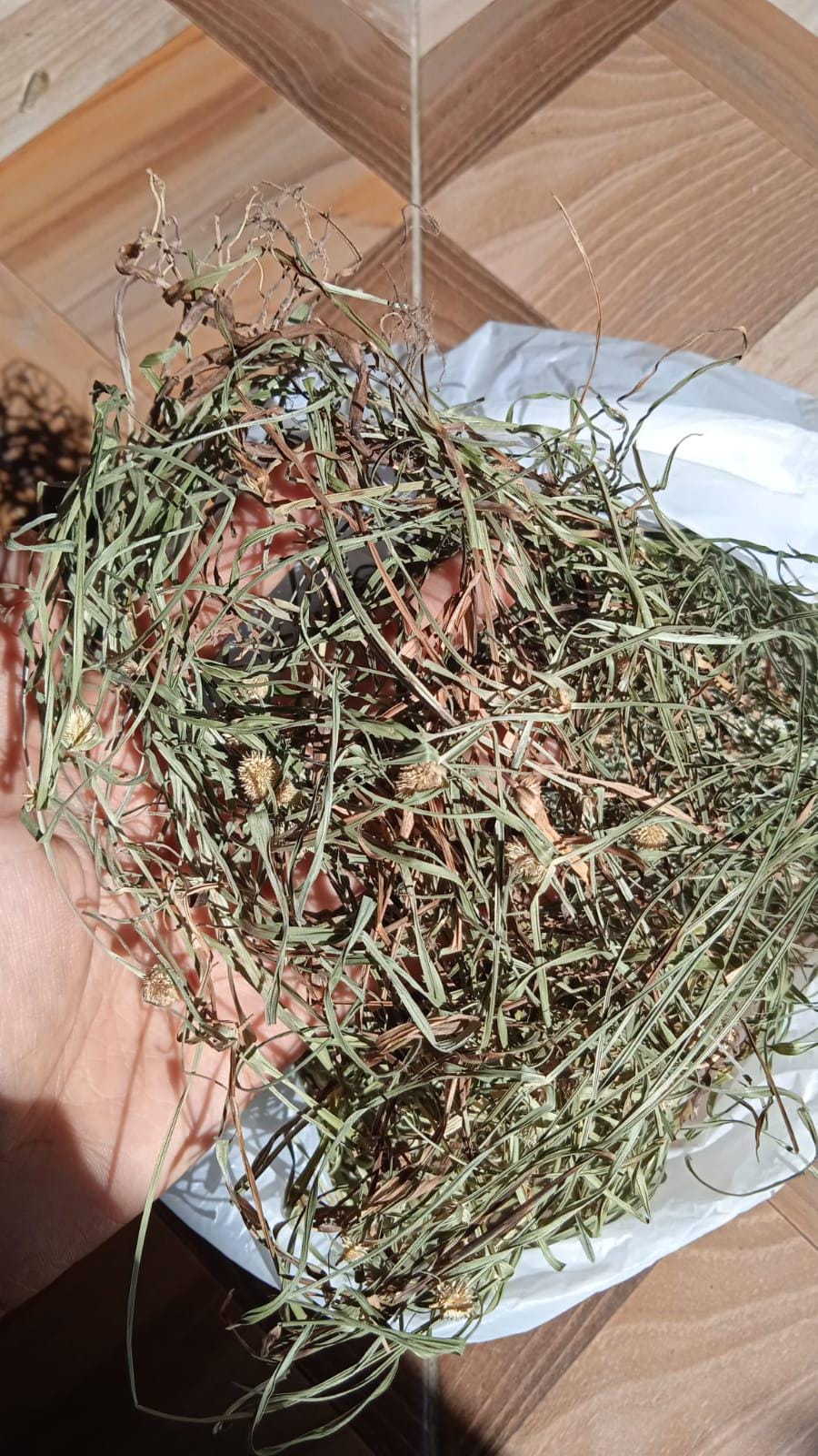 Daun Teki - Kyllinga brevifolia (Dried and Powder)