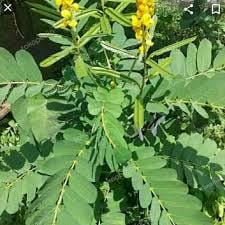 Daun Ketepeng Cina - Cassia alata Linn. Leaf (Powder and Dried)